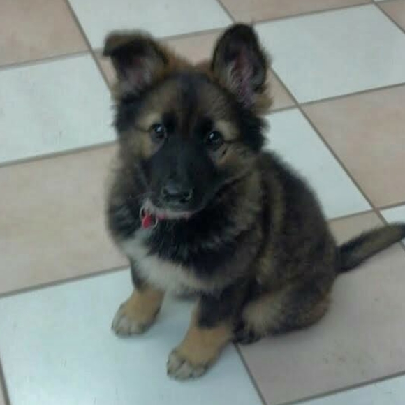 Meet your Posher, Marisa - Picture 2 of 3